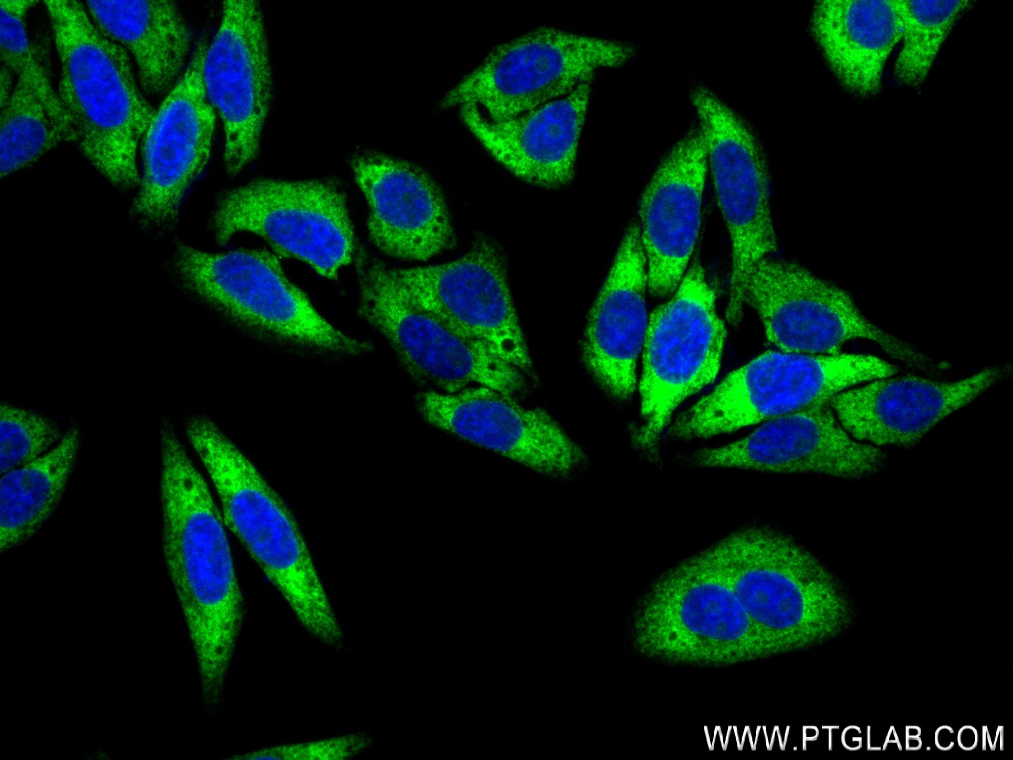 IF Staining of HepG2 using 80959-1-RR