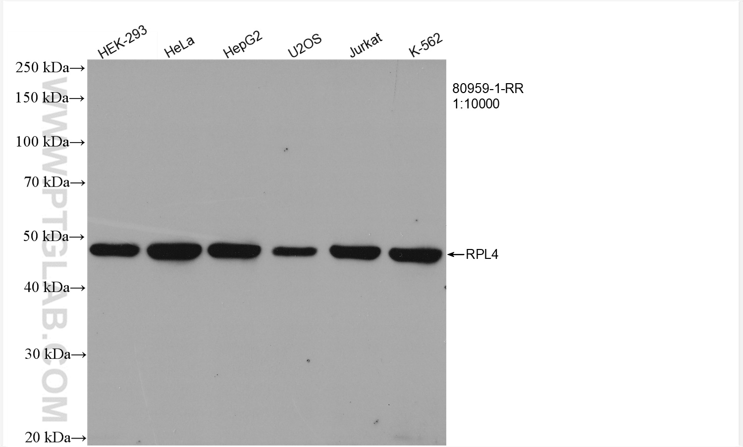 WB analysis using 80959-1-RR