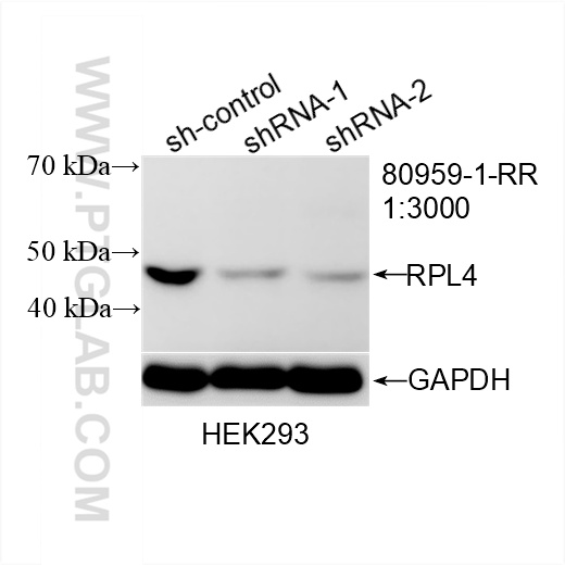 WB analysis of HEK-293 using 80959-1-RR