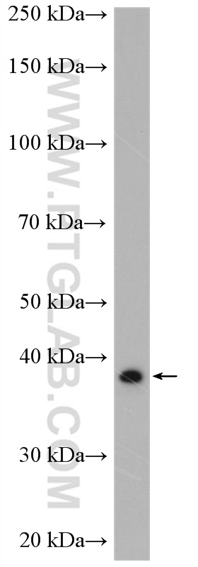 WB analysis of THP-1 using 27865-1-AP