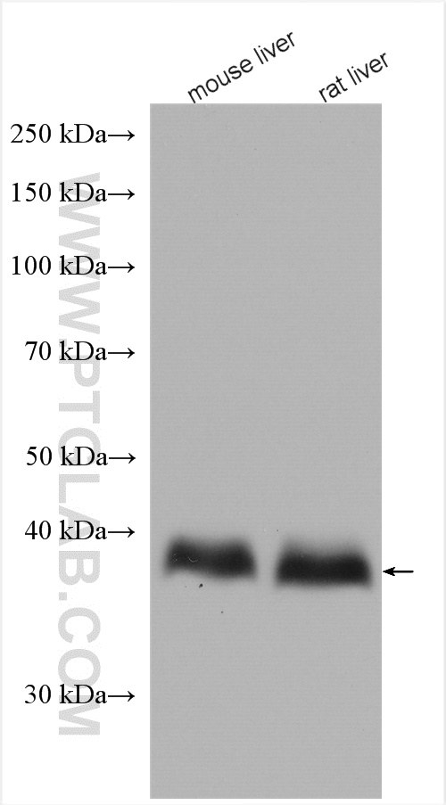 WB analysis using 27865-1-AP