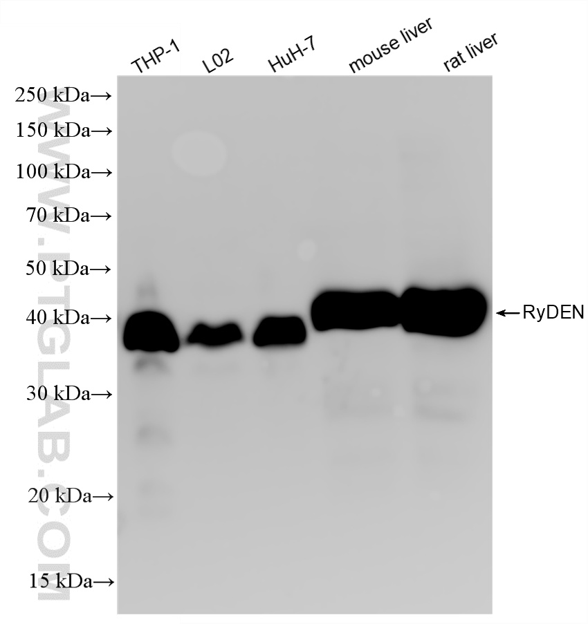 WB analysis using 88428-1-RR