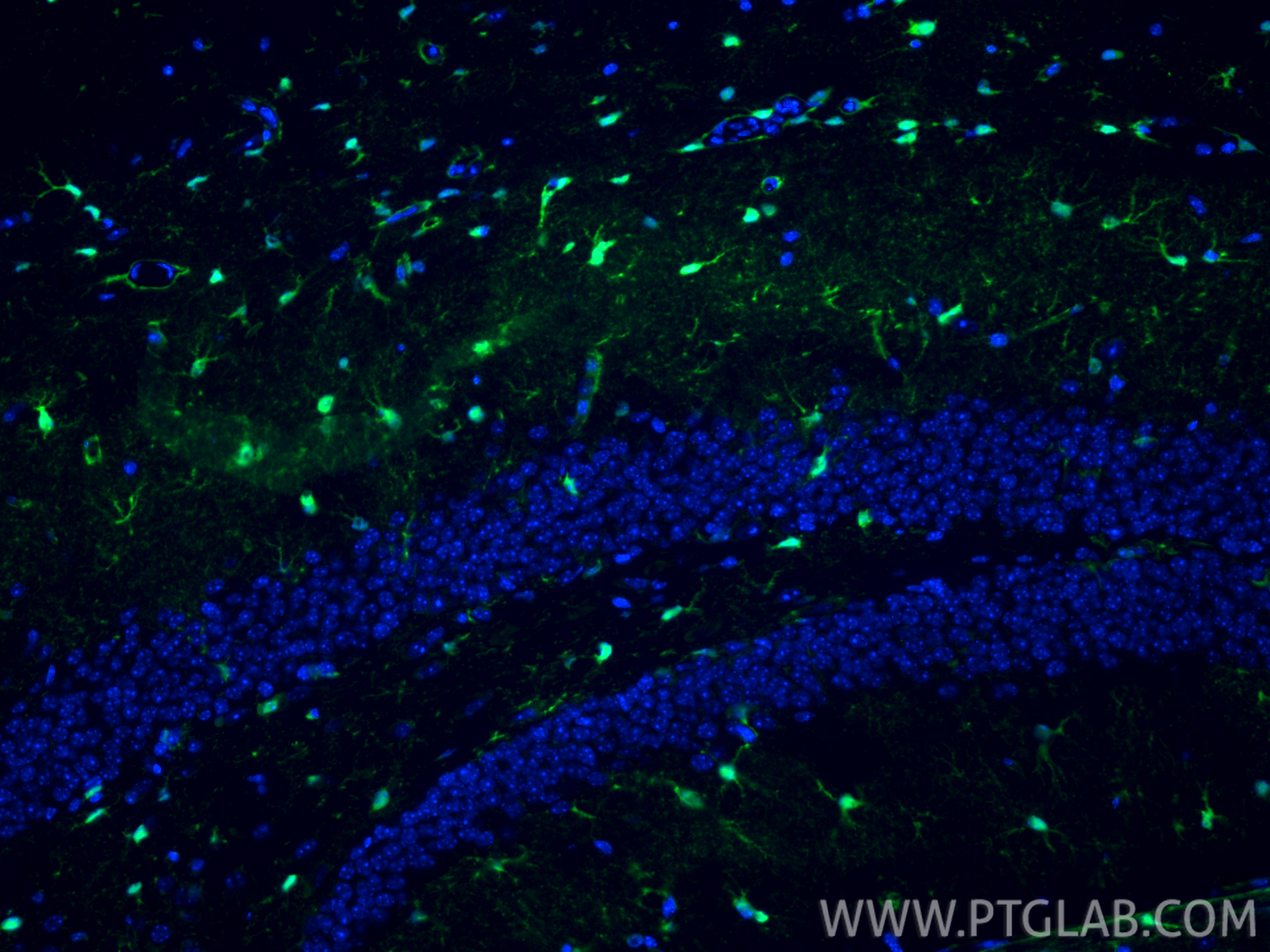 IF Staining of mouse brain using 82271-8-RR IF Staining of mouse brain using 82271-8-RR