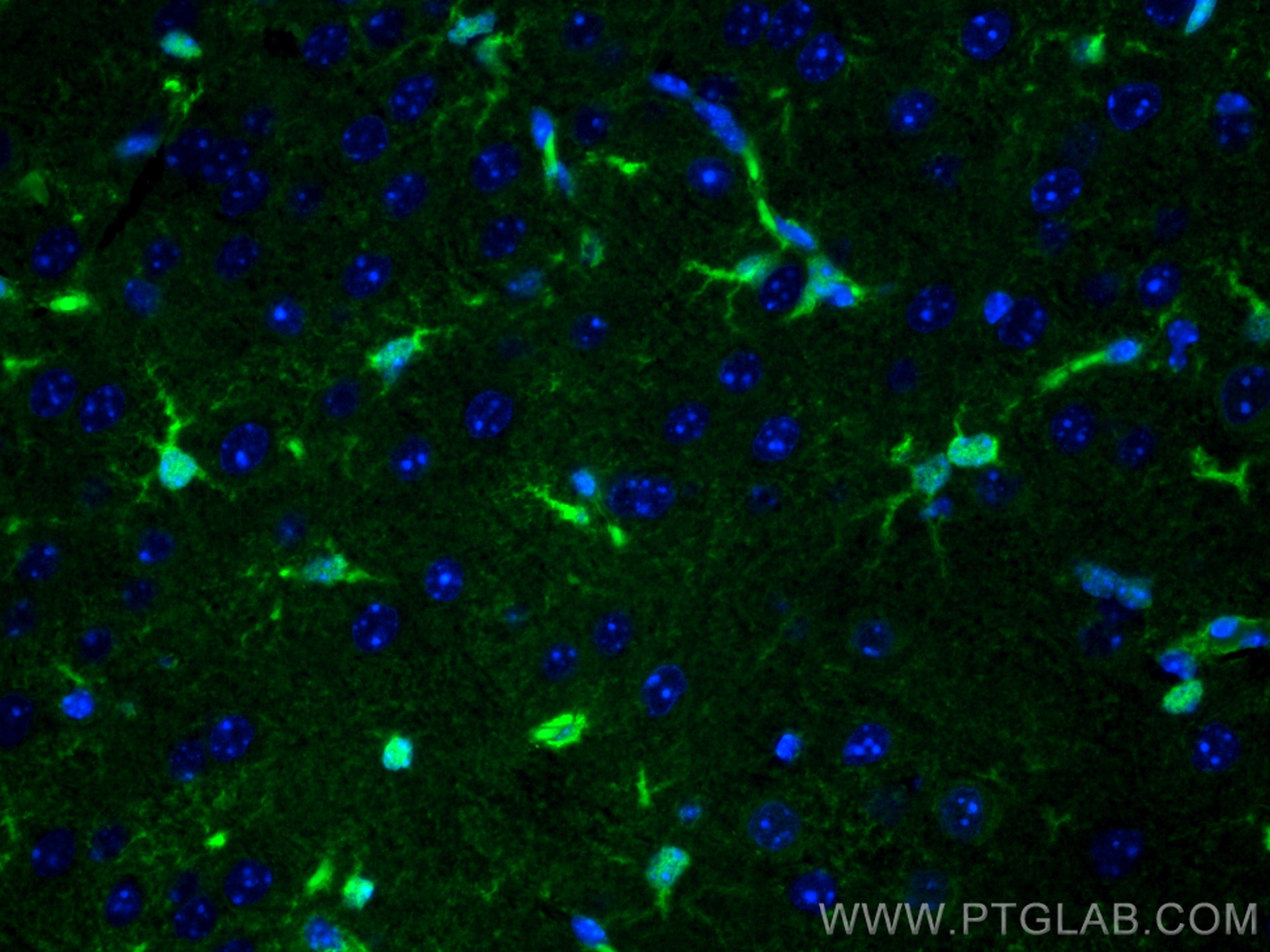 IF Staining of mouse brain using CL488-15146