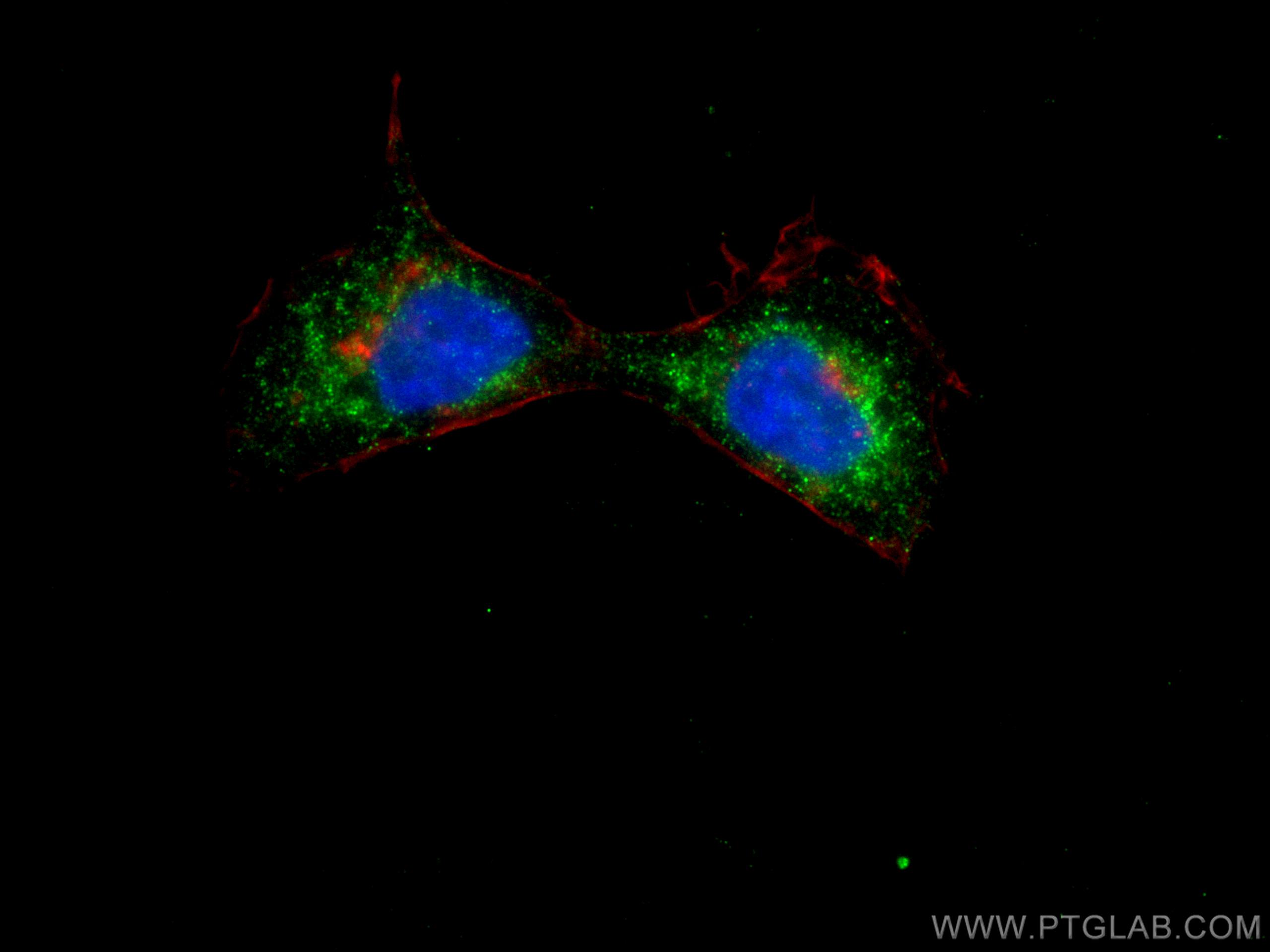 IF Staining of A431 using CL488-66227