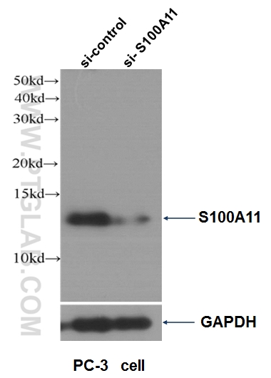 WB analysis of PC-3 cells using 10237-1-AP