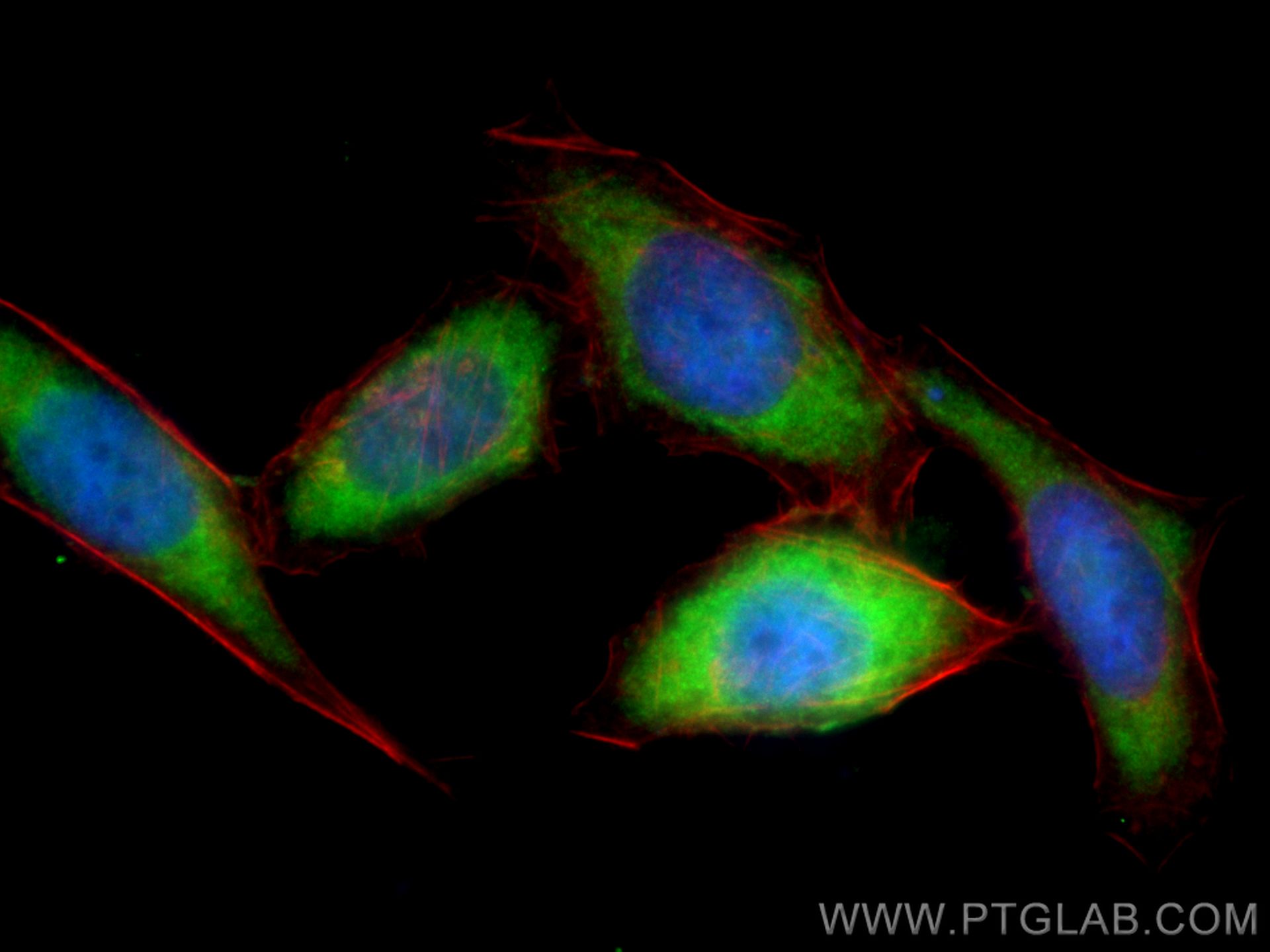 IF Staining of PC-3 using CL488-10237