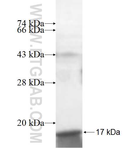 S100A13 fusion protein Ag7238 SDS-PAGE S100A13 fusion protein Ag7238 SDS-PAGE