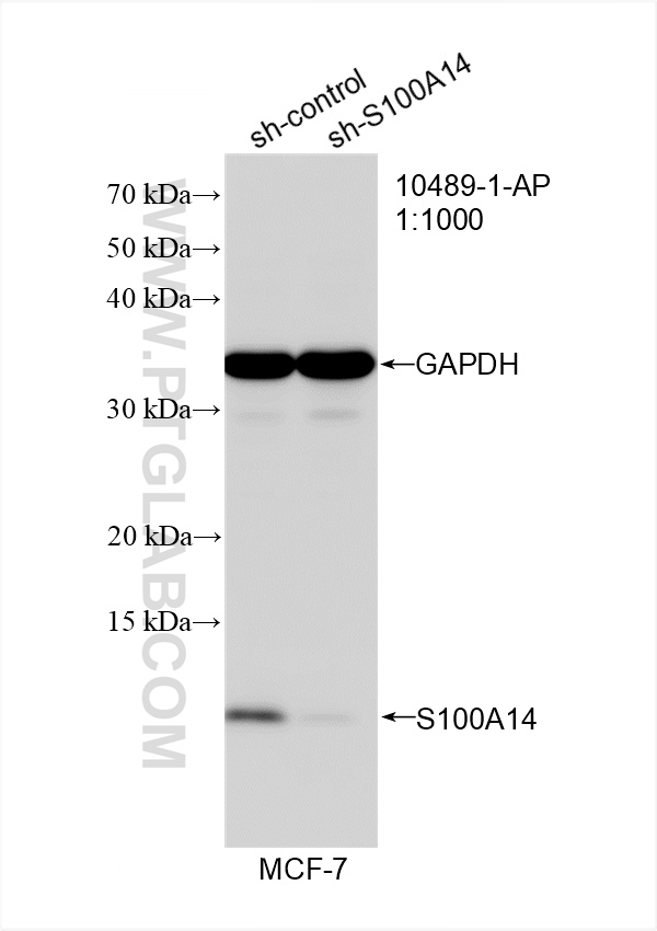 WB analysis of MCF-7 using 10489-1-AP