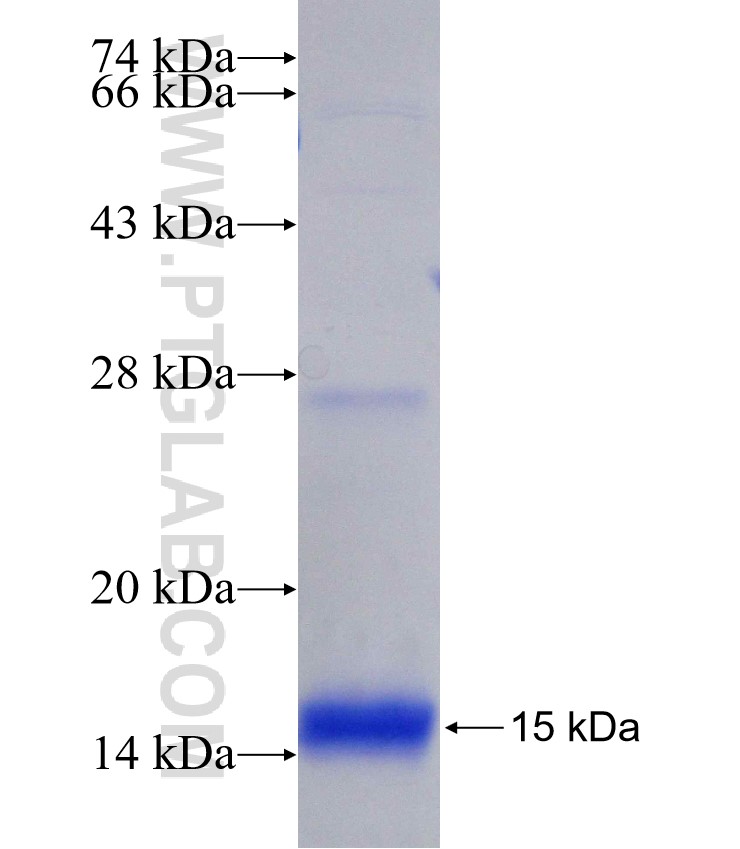 S100A3 fusion protein Ag23610 SDS-PAGE