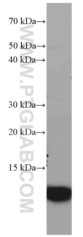 WB analysis of HeLa using 66489-1-Ig (same clone as 66489-1-PBS)