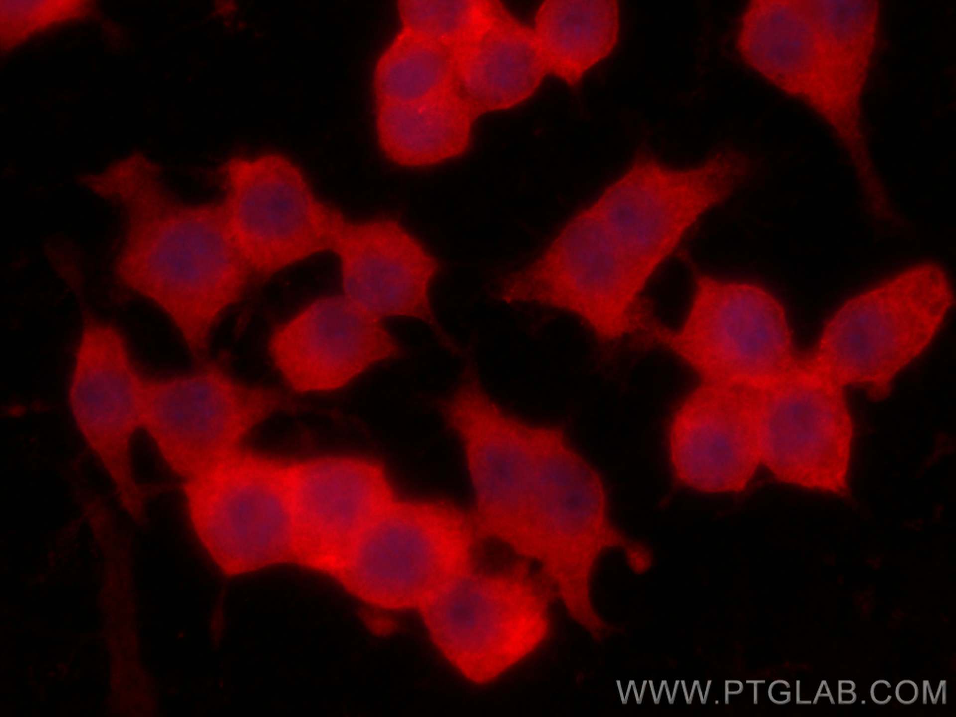 IF Staining of RAW 264.7 using CL594-66489