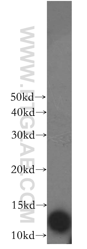 WB analysis of HepG2 using 17924-1-AP