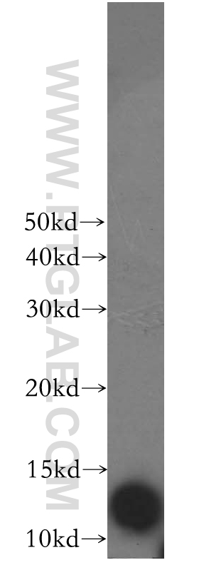 WB analysis of HepG2 using 17924-1-AP