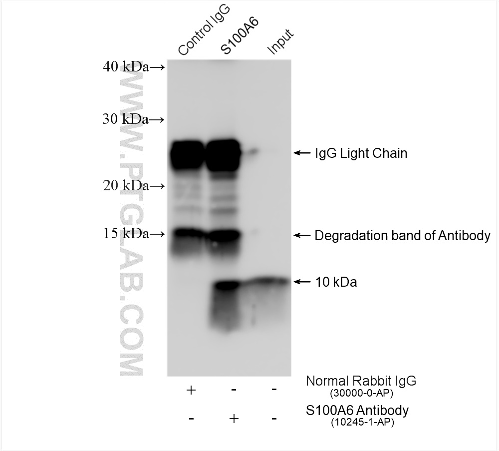 IP experiment of A549 using 10245-1-AP