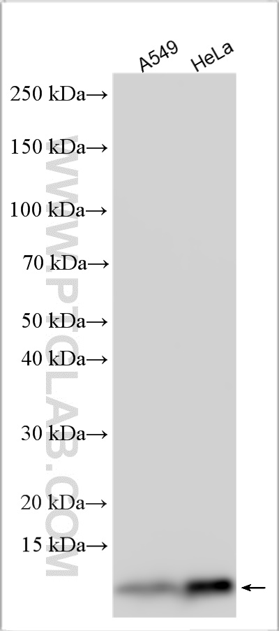 WB analysis using 10245-1-AP