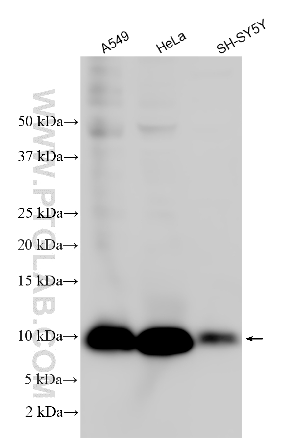 WB analysis using 10245-1-AP