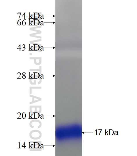 S100A7 fusion protein Ag23611 SDS-PAGE