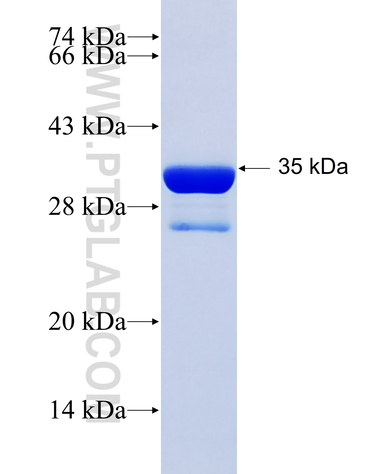 S100A7 fusion protein Ag3738 SDS-PAGE