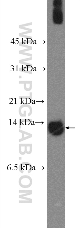 WB analysis of MCF-7 using 26656-1-AP