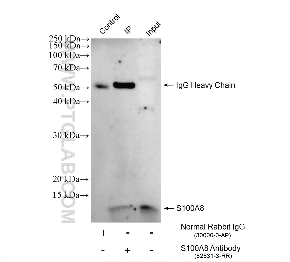 IP result of anti-S100A8 (IP:82531-3-RR, 4ug; Detection:82531-3-RR 1:600) with MCF-7 cells lysate 1400 ug. IP experiment of MCF-7 using 82531-3-RR