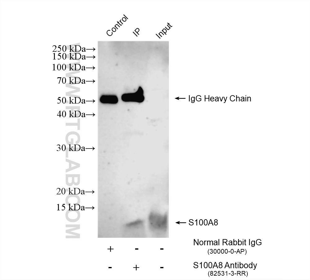 IP result of anti-S100A8 (IP:82531-3-RR, 4ug; Detection:82531-3-RR 1:600) with HL-60 cells lysate 1800 ug. IP experiment of HL-60 using 82531-3-RR