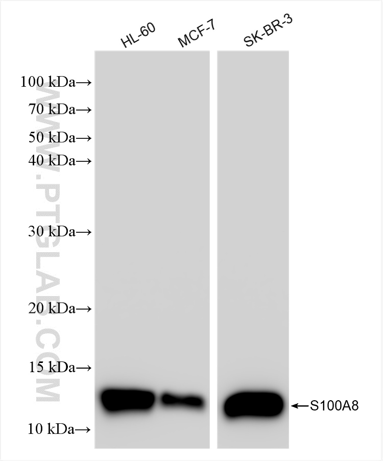 WB analysis using 82531-3-RR (same clone as 82531-3-PBS)