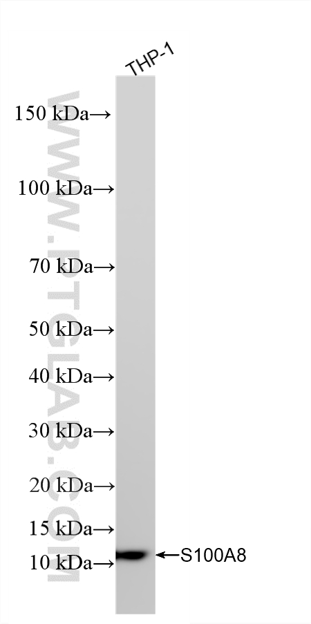 WB analysis of THP-1 using 82531-3-RR WB analysis of THP-1 using 82531-3-RR