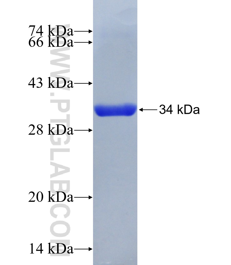 S100A8 fusion protein Ag8500 SDS-PAGE