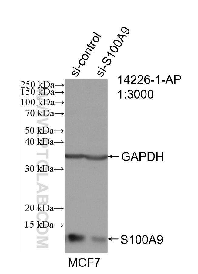 WB analysis of MCF-7 using 14226-1-AP