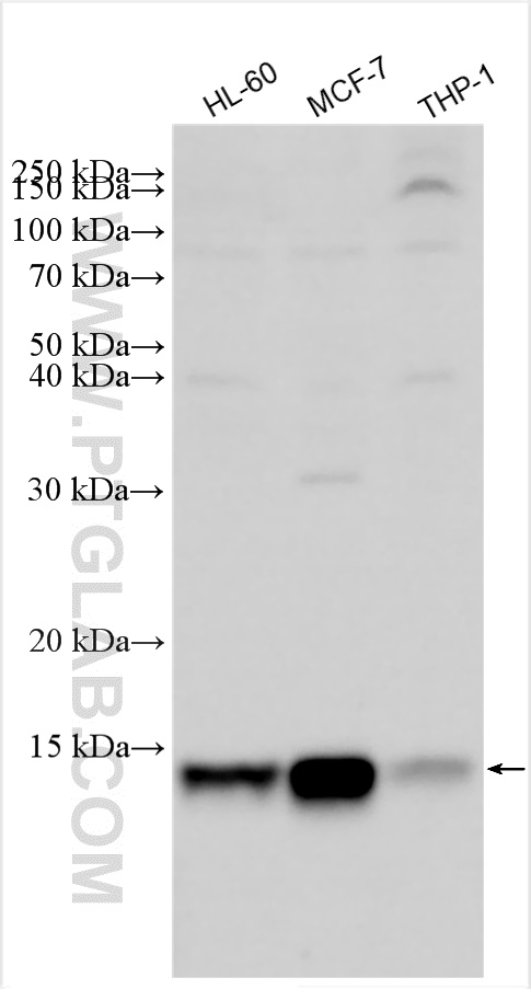 WB analysis using 26992-1-AP