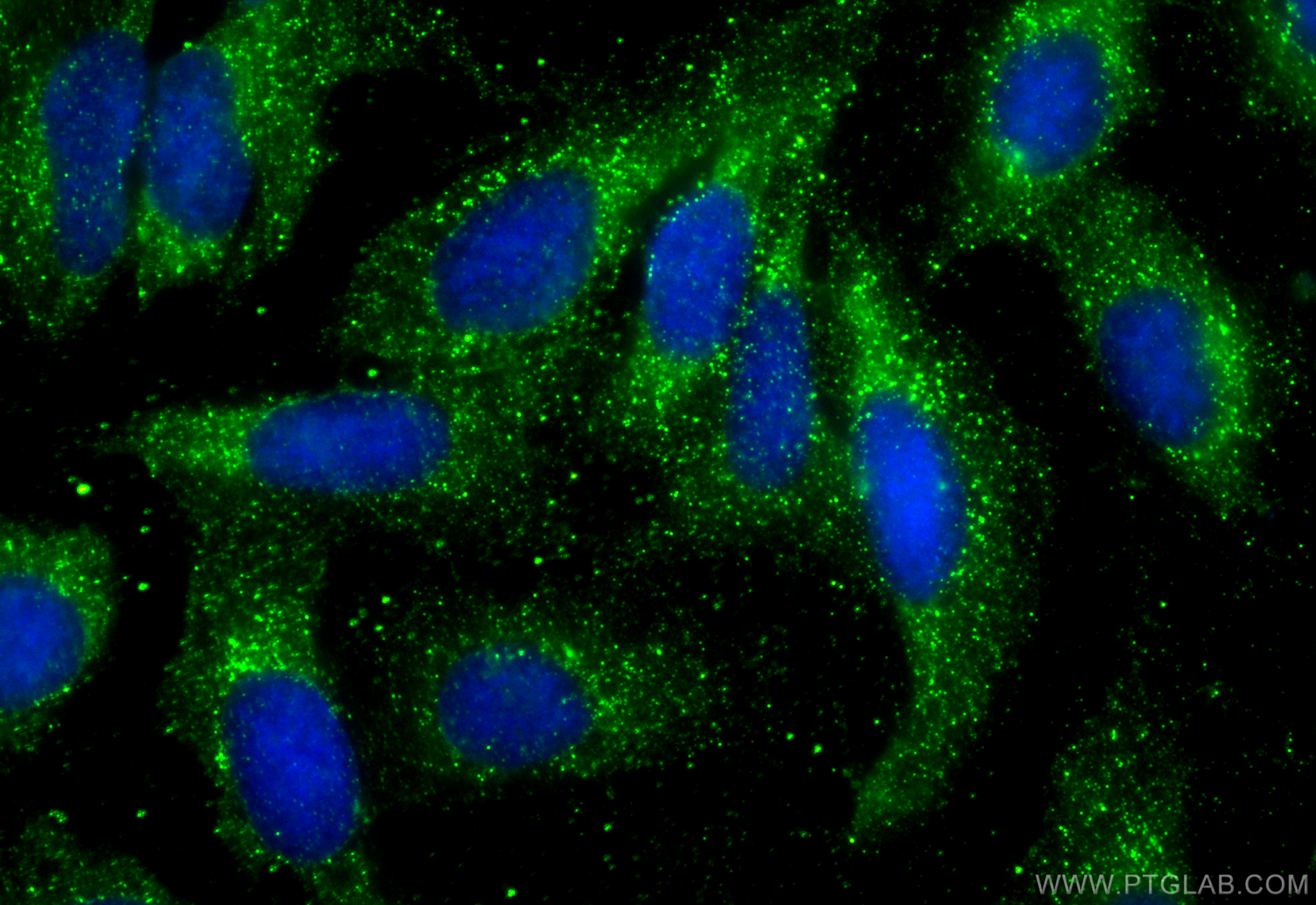 IF Staining of U2OS using 68900-1-Ig
