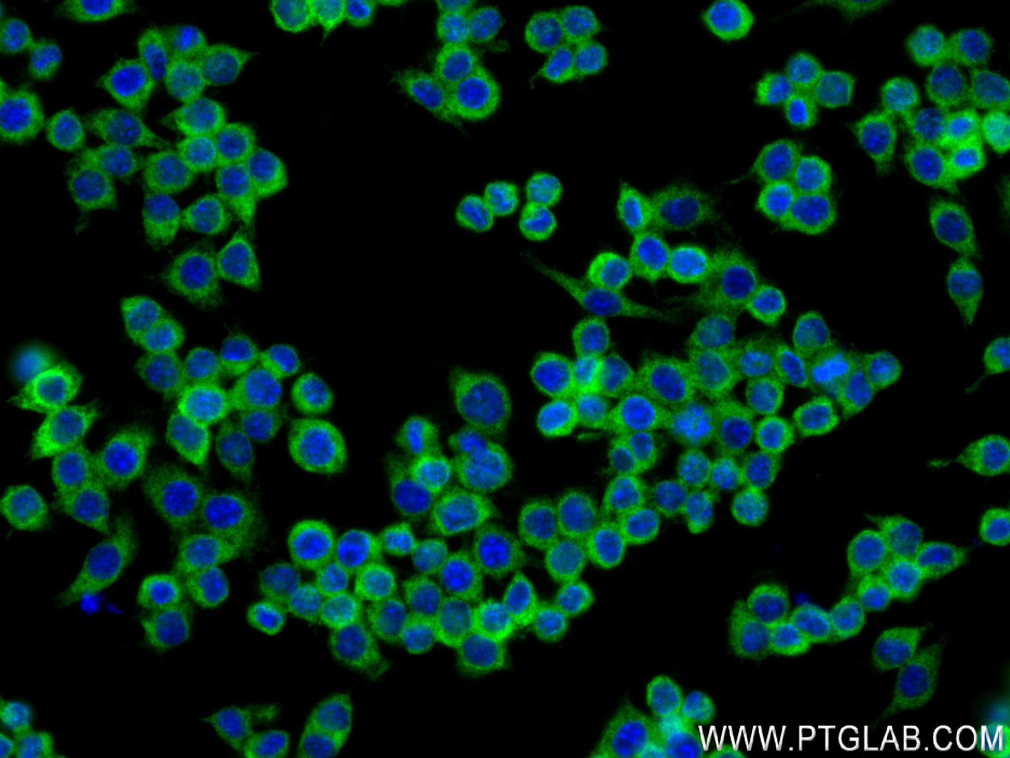 IF Staining of RAW 264.7 using 83578-6-RR