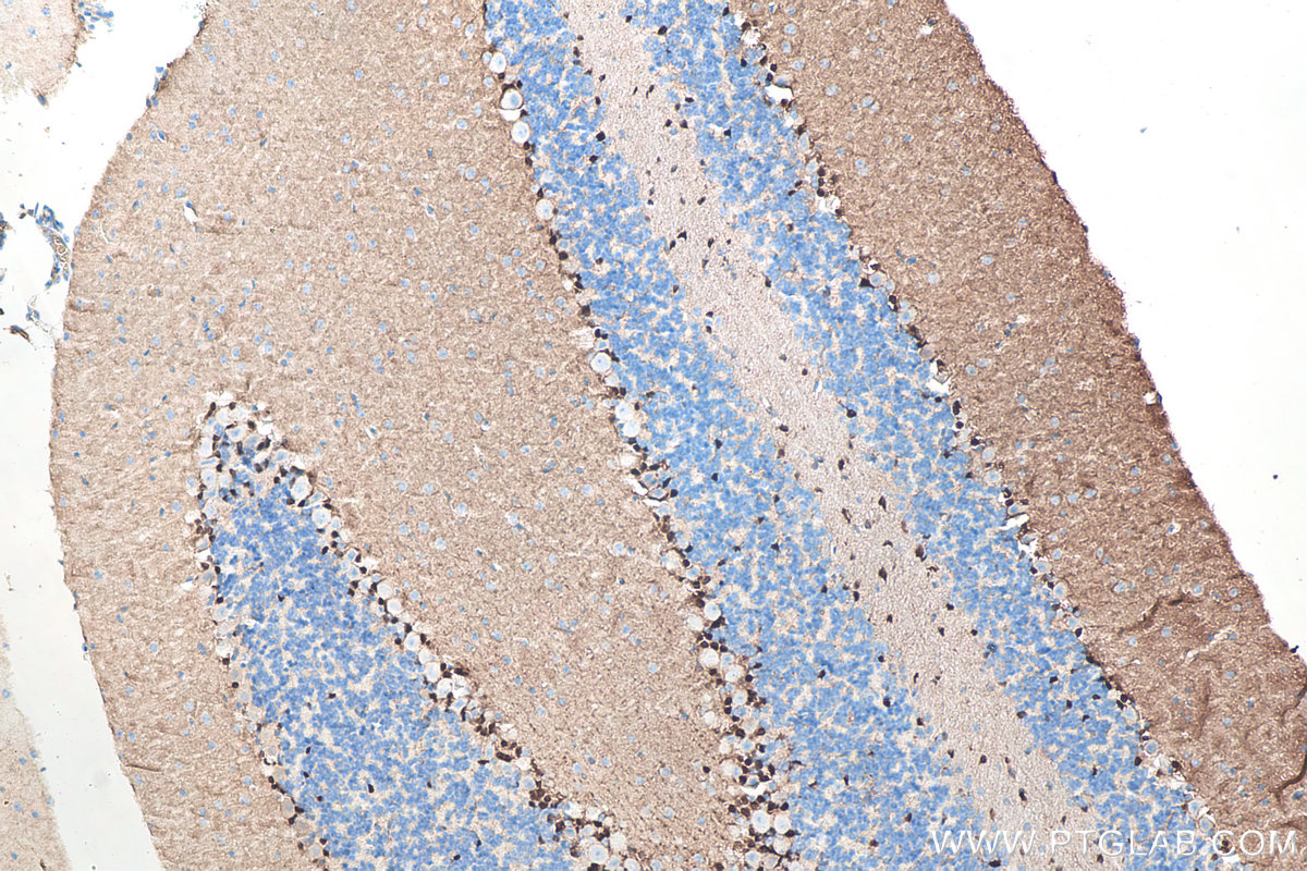 IHC staining of mouse cerebellum using 66616-1-Ig
