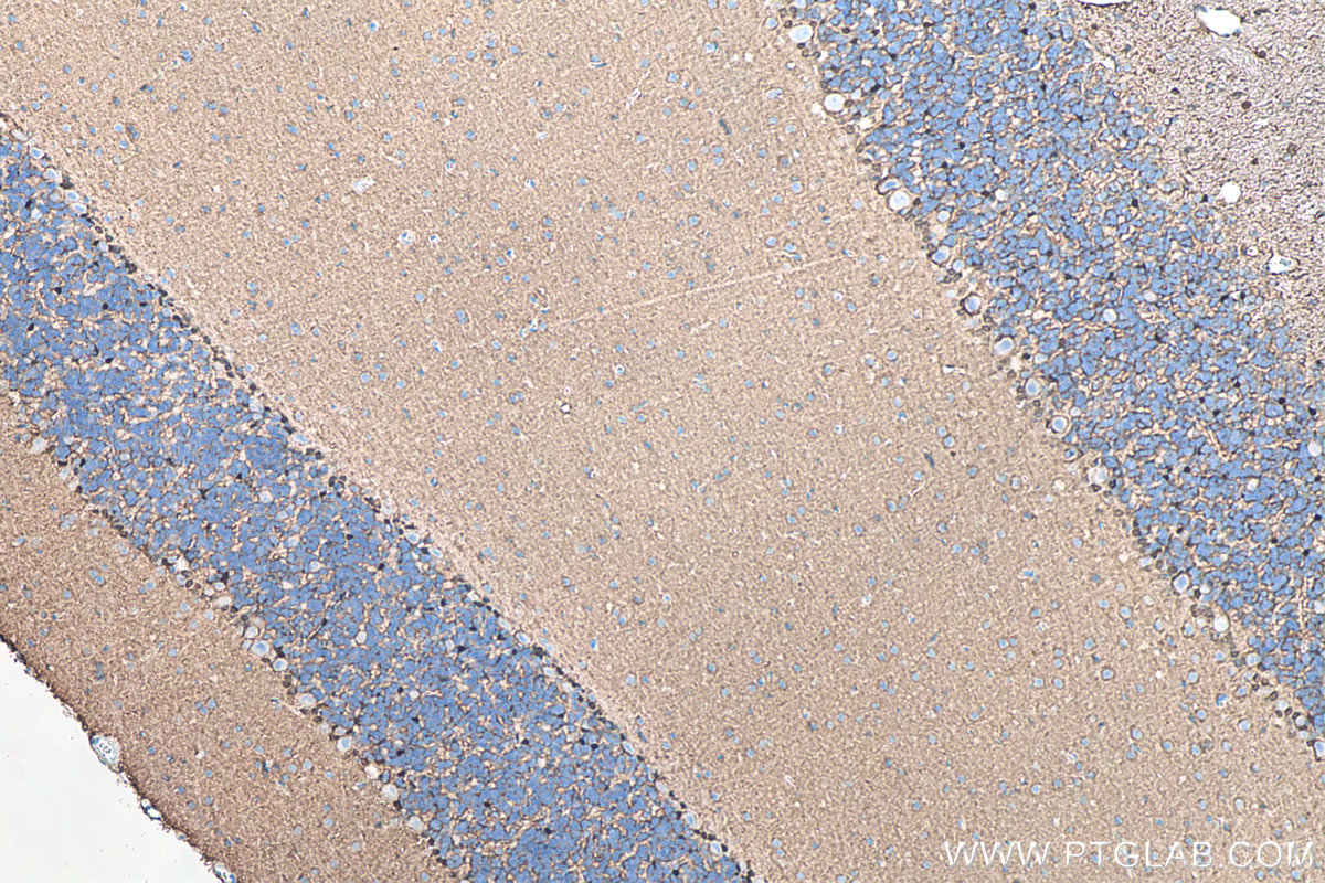 IHC staining of rat cerebellum using 66616-1-Ig