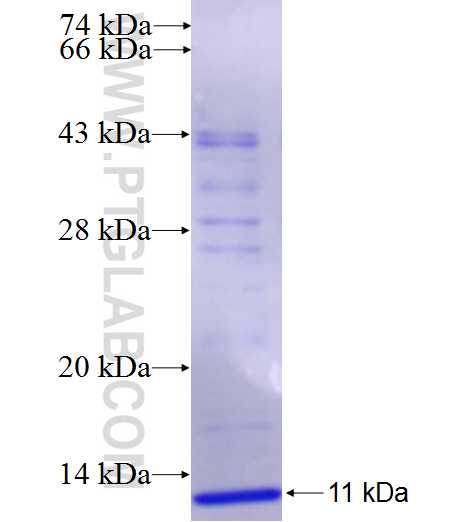 S100B fusion protein Ag27086 SDS-PAGE