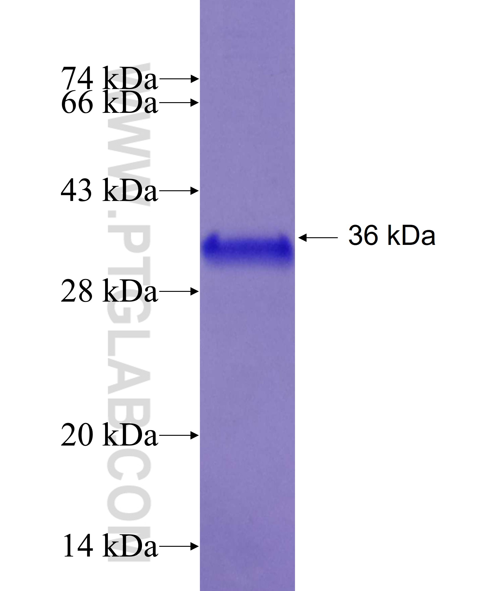 S100Z fusion protein Ag27315 SDS-PAGE