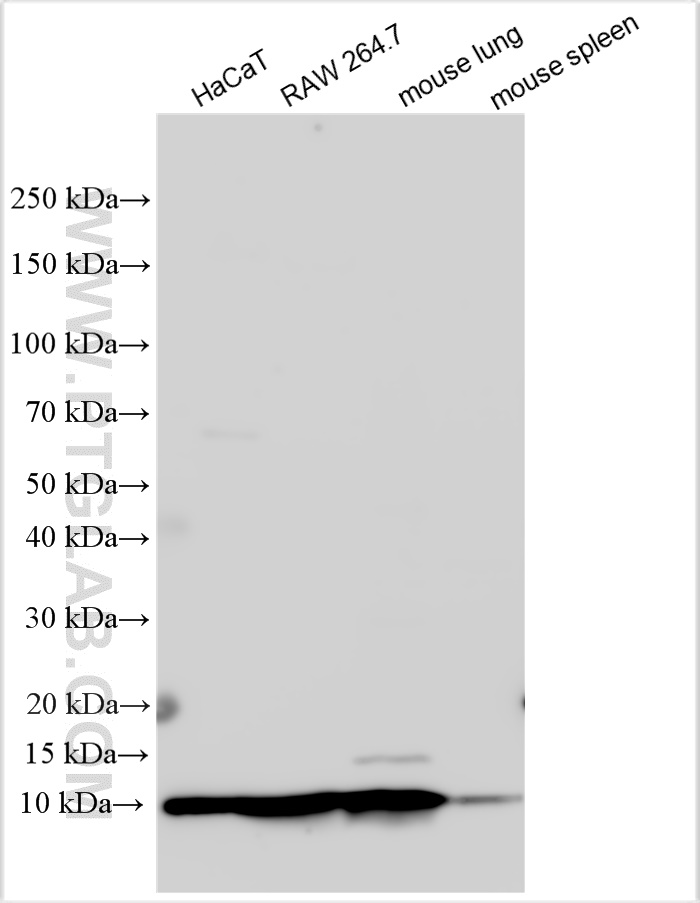 WB analysis using 31196-1-AP