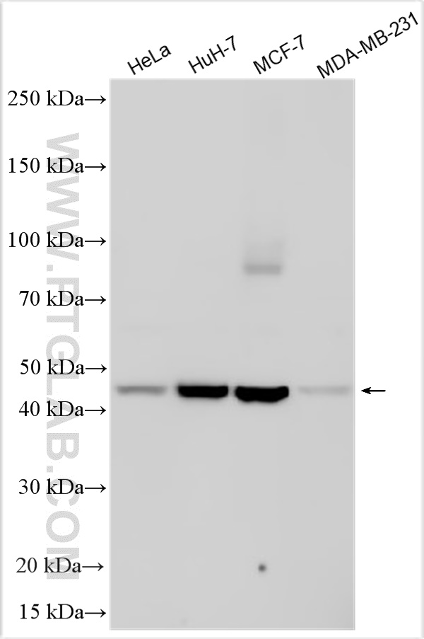 WB analysis using 21180-1-AP