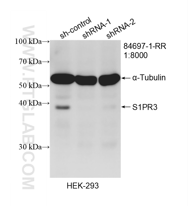 WB analysis of HEK-293 using 84697-1-RR