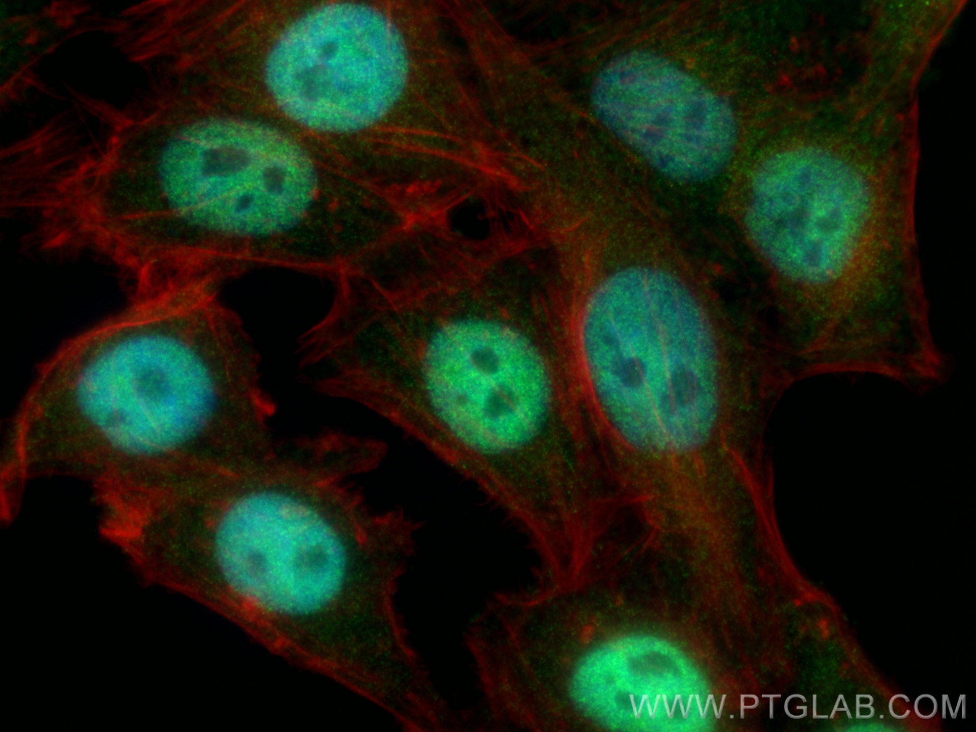 IF Staining of HepG2 using 25467-1-AP