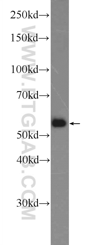 WB analysis of HepG2 using 25467-1-AP