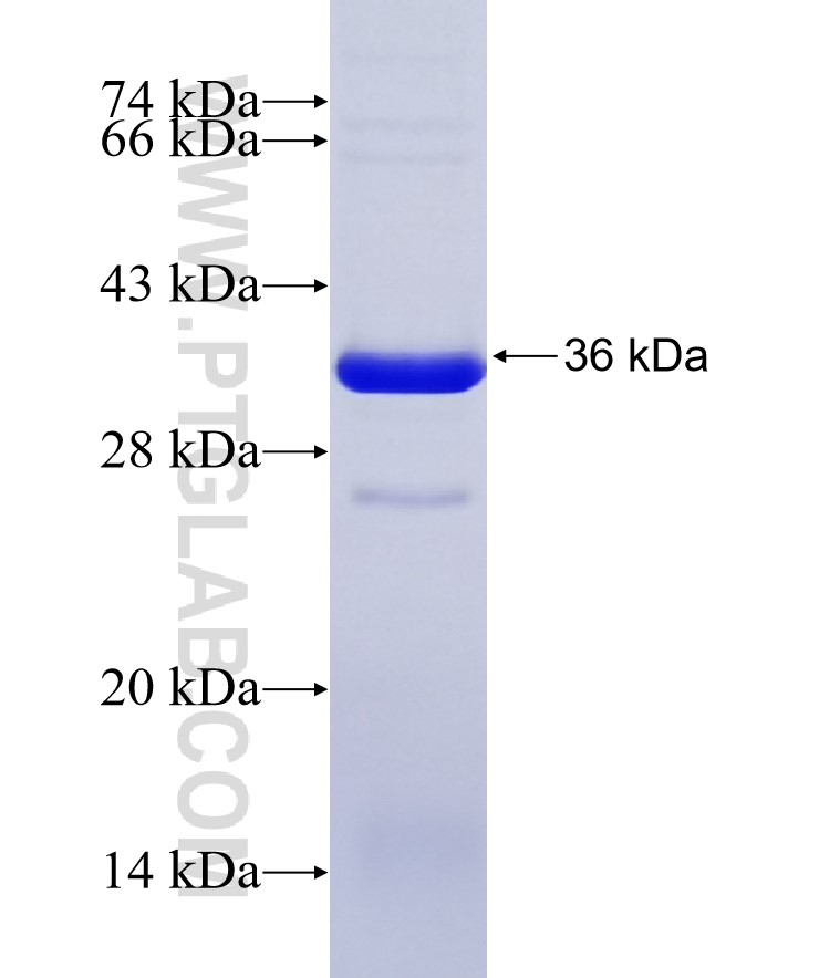 SAFB fusion protein Ag17632 SDS-PAGE