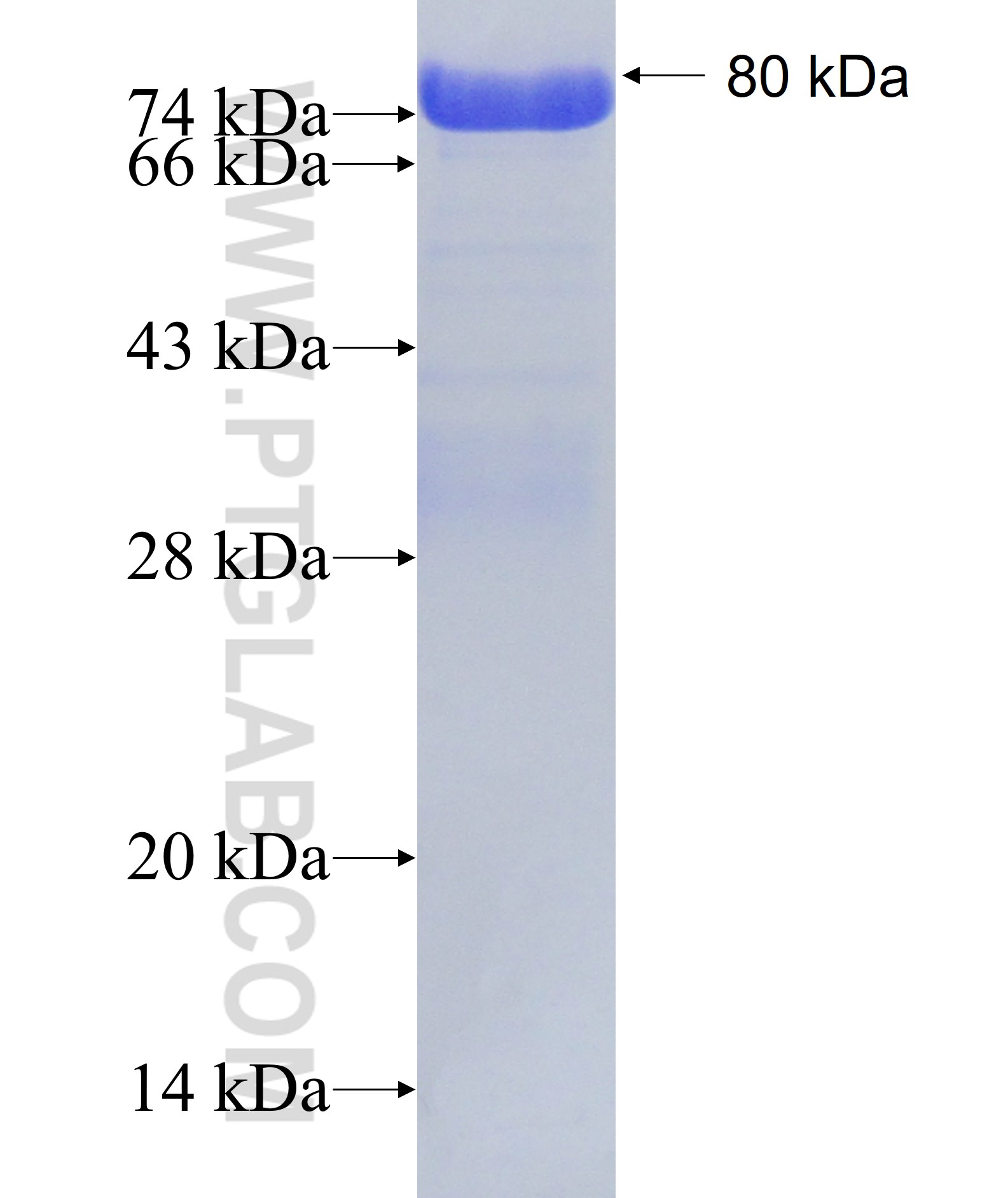 SAFB2 fusion protein Ag2230 SDS-PAGE