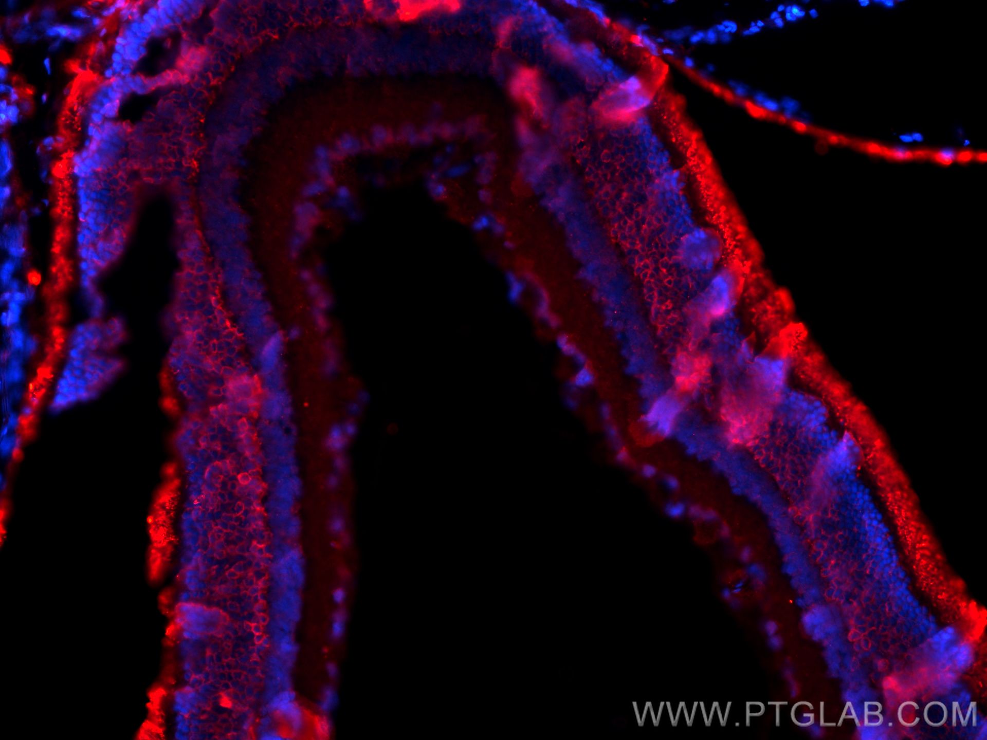 IF Staining of rat eye using 23546-1-AP