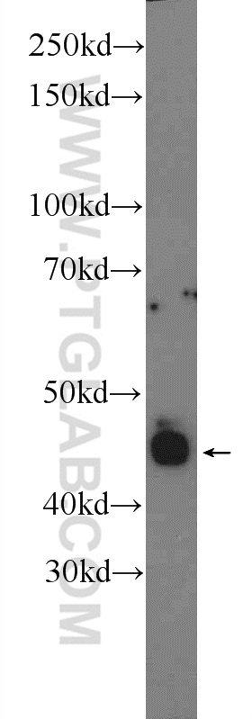 WB analysis of mouse eye using 23546-1-AP