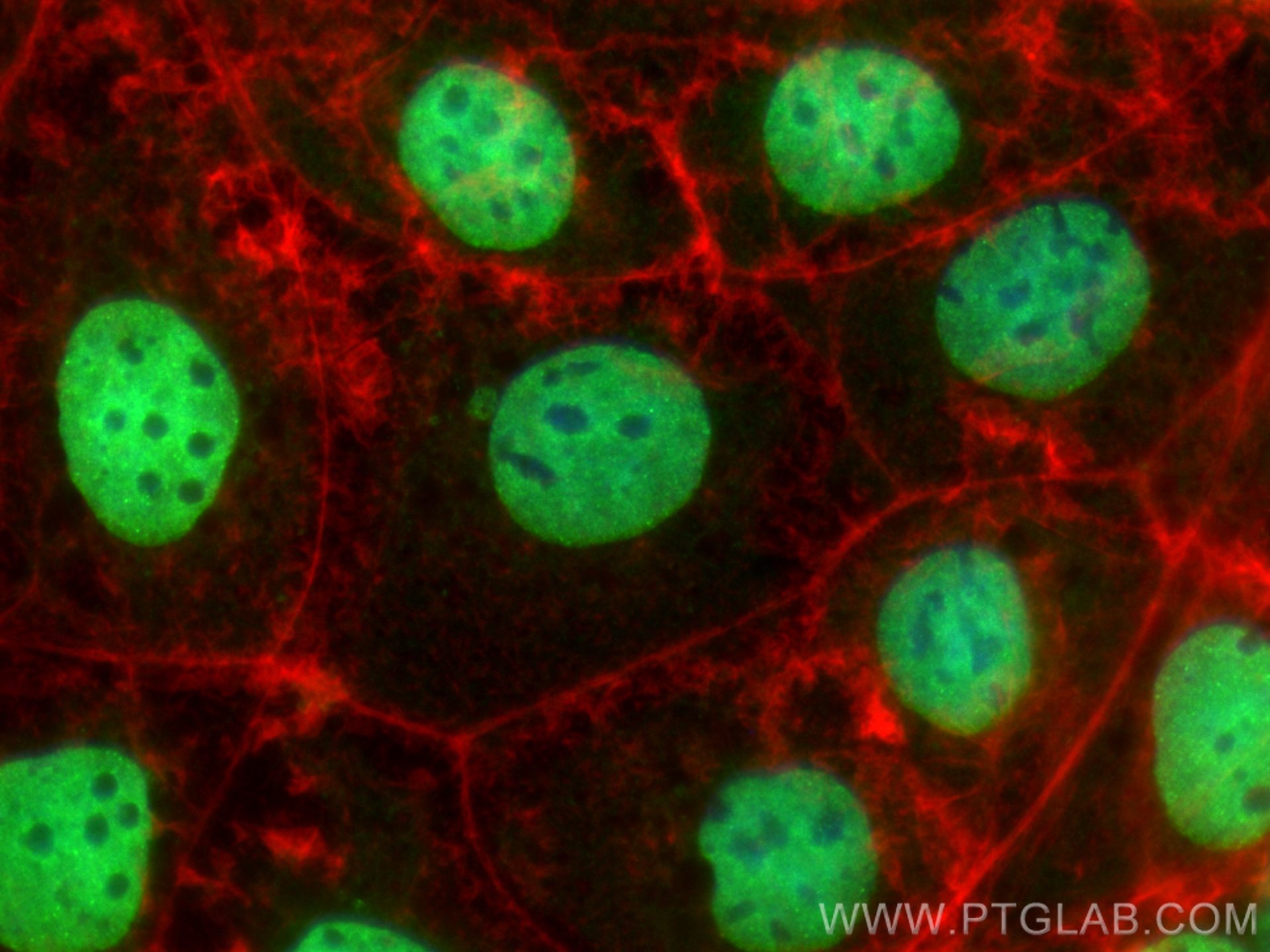 IF Staining of Caco-2 using CL488-24500