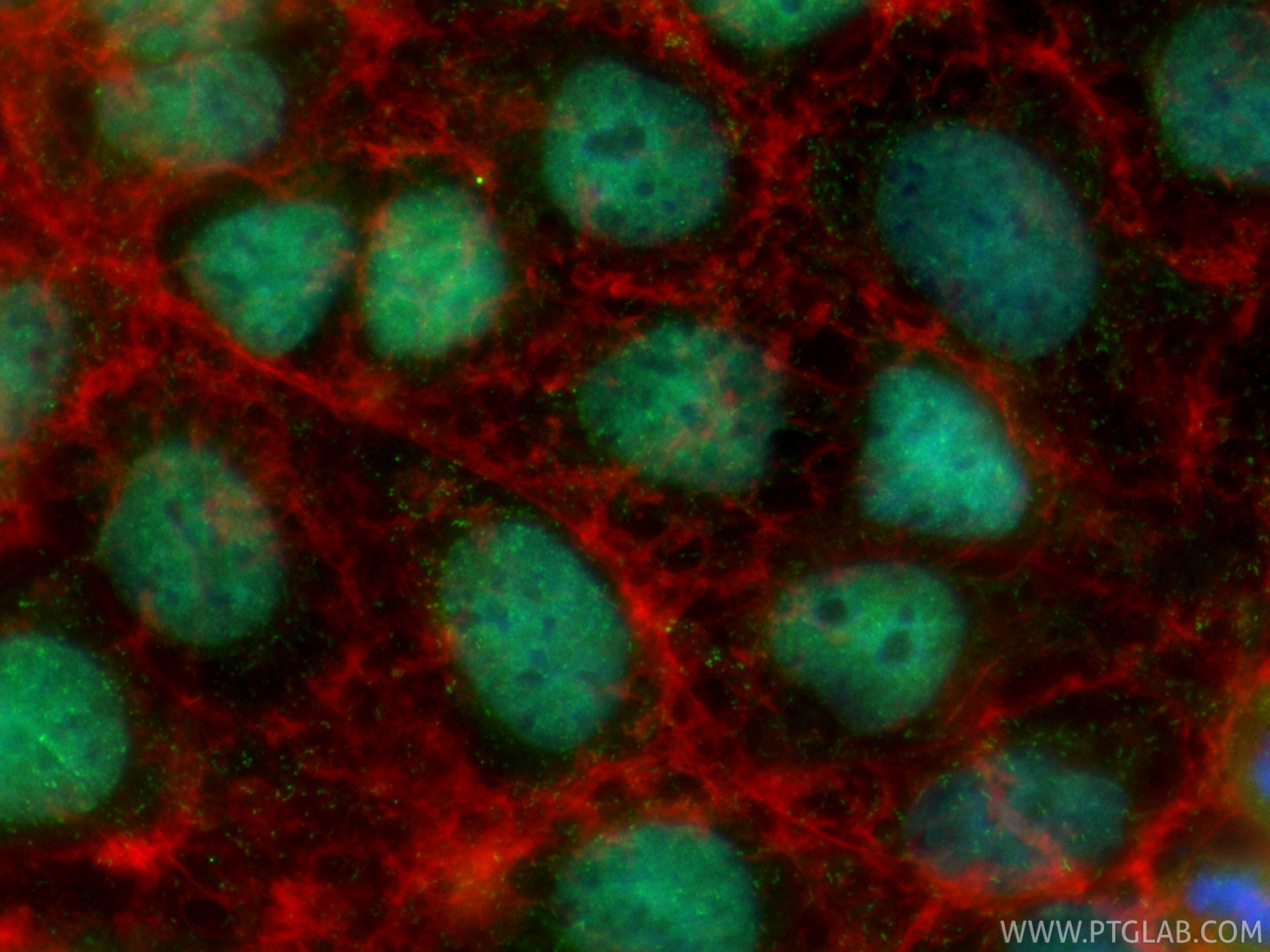 IF Staining of Caco-2 using CL488-83039-8