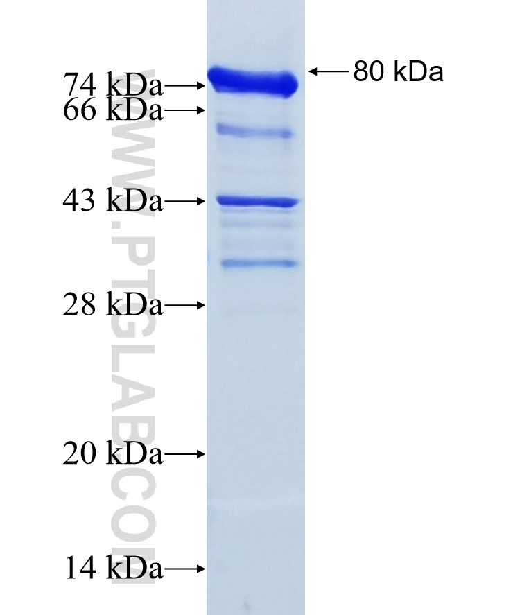 SALL4 fusion protein Ag16076 SDS-PAGE