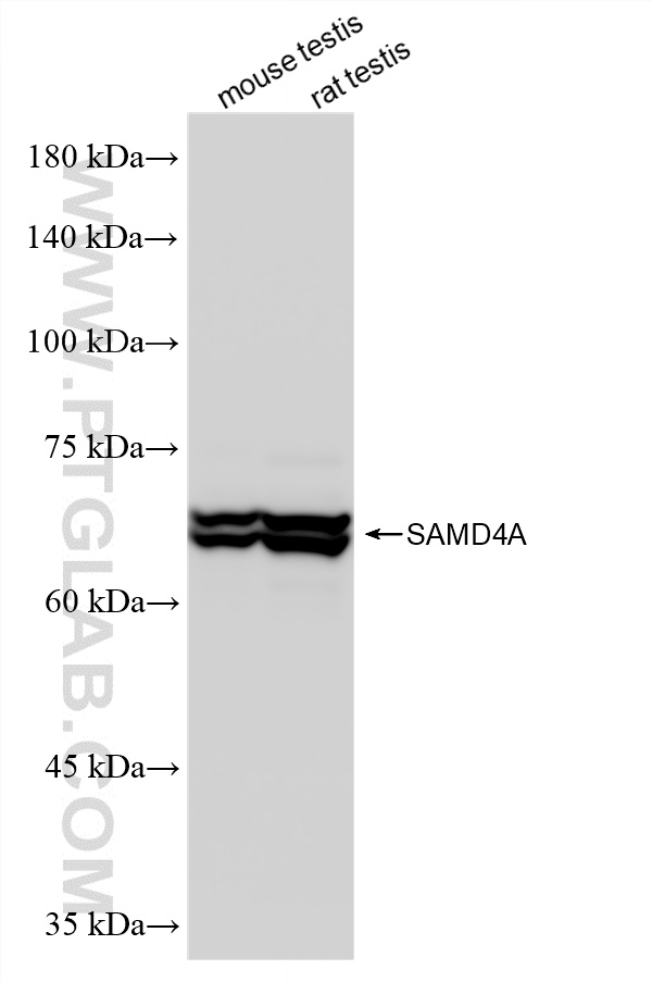 WB analysis using 86530-1-RR